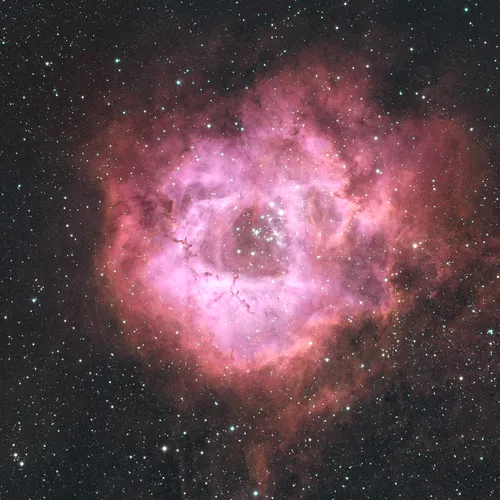 Rosette in pink