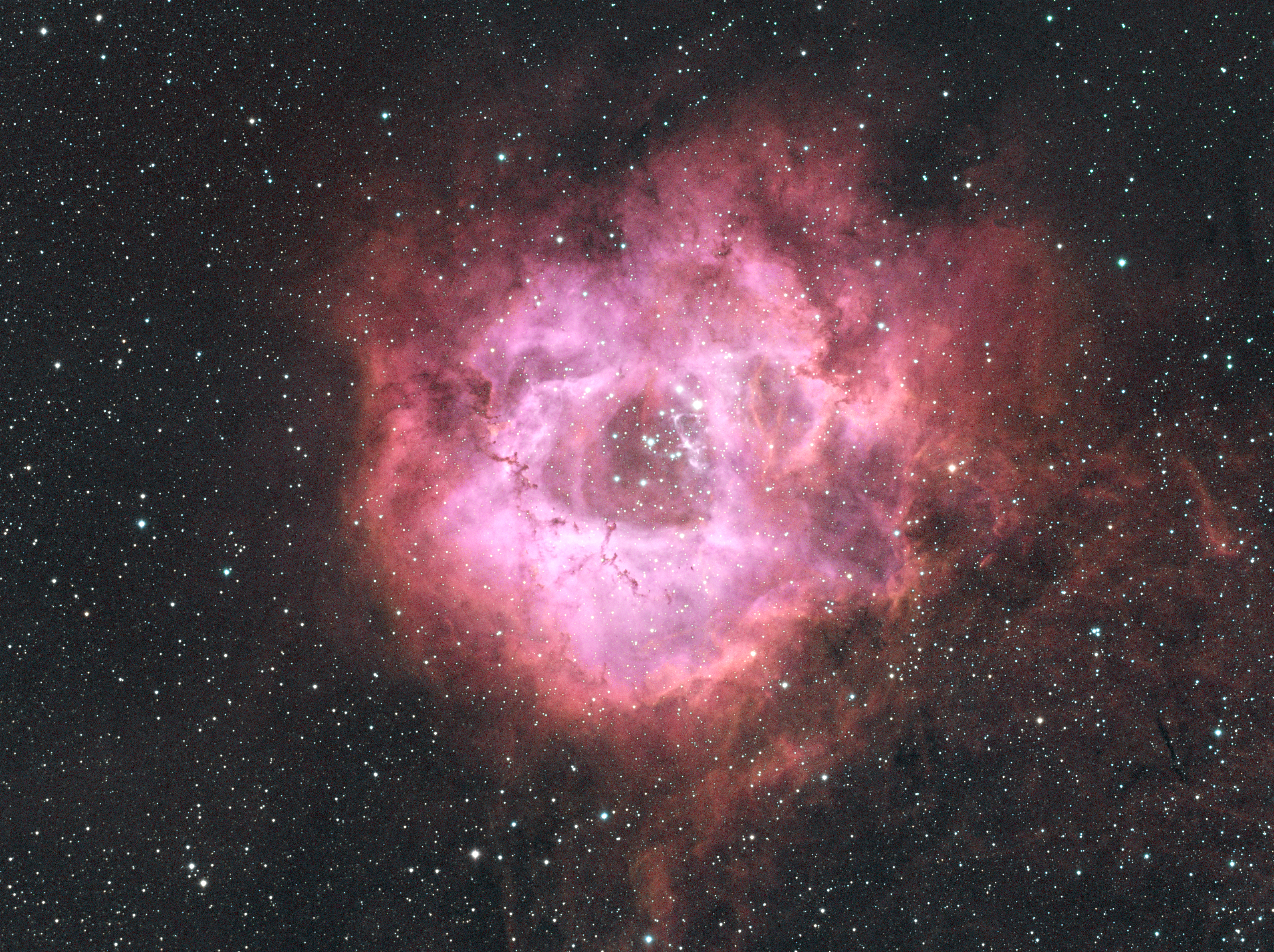 Rosette in pink